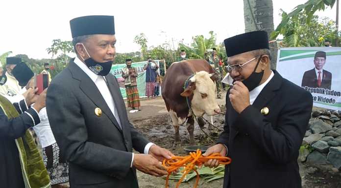 Gubernur Sulsel Serahkan Sapi Kurban Presiden RI Kepada Bupati Jeneponto Gubernur Sulsel