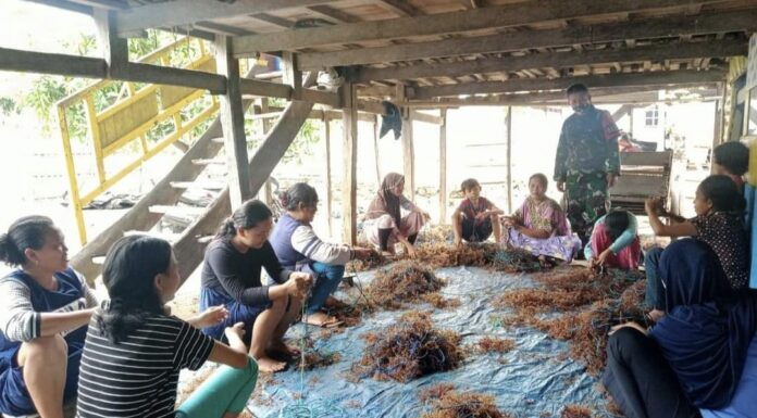 Harga Rumput Laut Anjlok Pasca BBM Naik, Petani Menjerit Harga