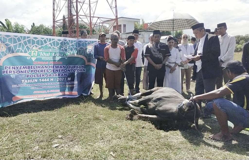 Hari Raya Idul Adha 1444 Hijriah, Polres Jeneponto Kurban 48 Ekor Sapi
