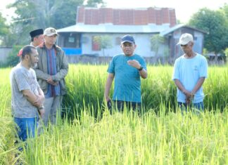 Tingkatkan Hasil Panen Padi