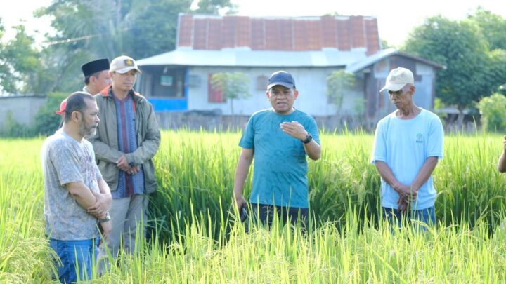 Tingkatkan Hasil Panen Padi