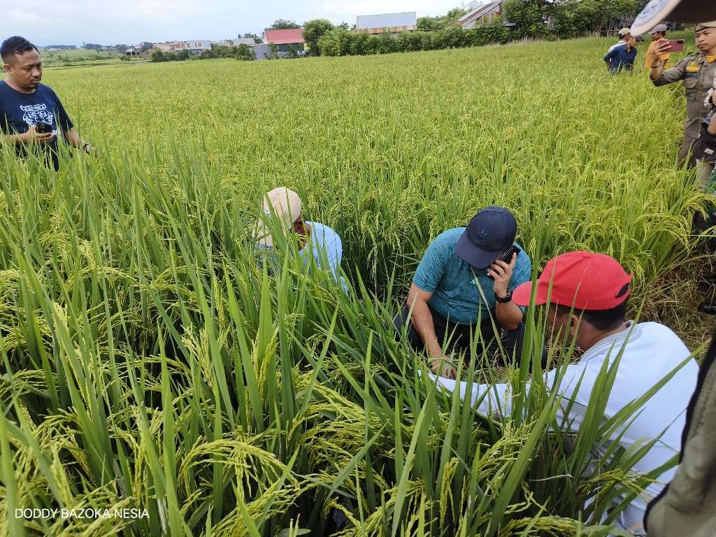 Tingkatkan Hasil Panen Padi, Pj Bupati Jeneponto Harap Petani Kembangkan Penangkaran Bibit Padi