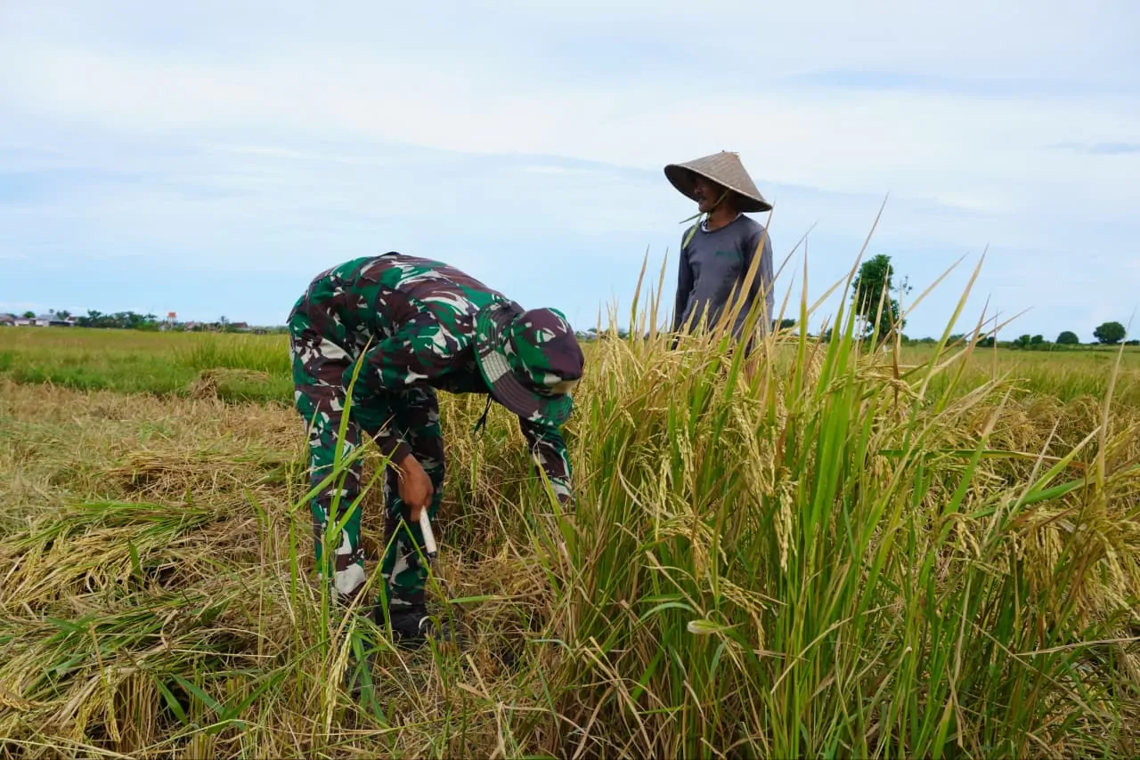 Di Tengah Sawah, TNI dan Petani Bersama Tuai Harapan, Satgas TMMD ke-128: Pererat Ikatan Kebersamaan