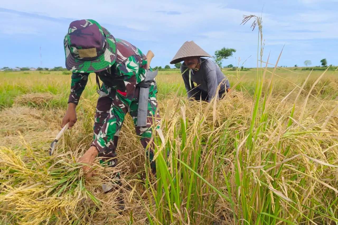 Di Tengah Sawah, TNI dan Petani Bersama Tuai Harapan, Satgas TMMD ke-128: Pererat Ikatan Kebersamaan