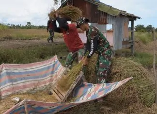 Di Tengah Sawah, TNI dan Petani Bersama Tuai Harapan, Satgas TMMD ke-128: Pererat Ikatan Kebersamaan Satgas TMMD